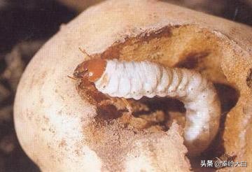 土豆有地蚕虫怎么治,土豆地里有土蚕怎么治