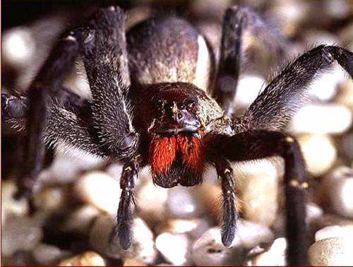 人类四种奇怪的恐惧症,人类可怕的十大恐惧症