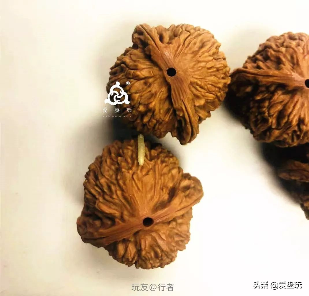手串里有小白虫是什么虫子,手串上的虫子是哪来的