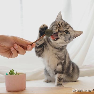 猫咪自发性膀胱炎怎么避免,为什么公猫容易自发性膀胱炎