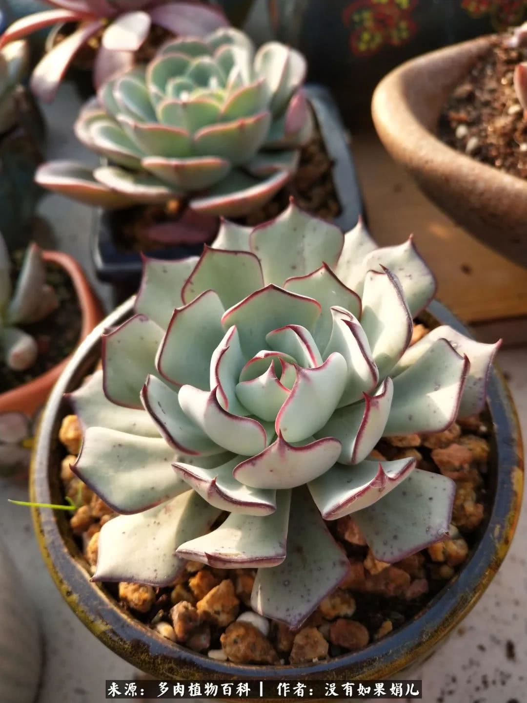 明人不说暗话，我为多肉而来！