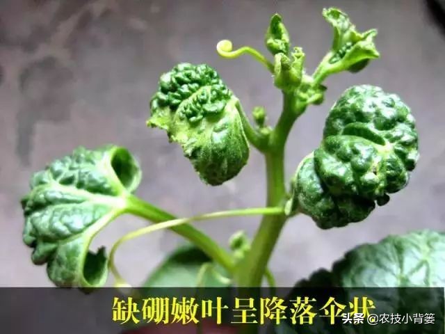 甜瓜缺硼危害大！这些甜瓜缺硼的原因和防治方法，你都知道吗？