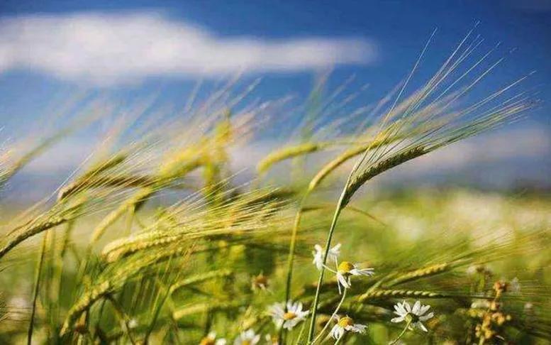 对一张琴一壶酒一溪云,几时归去作个闲人对一张琴一壶酒