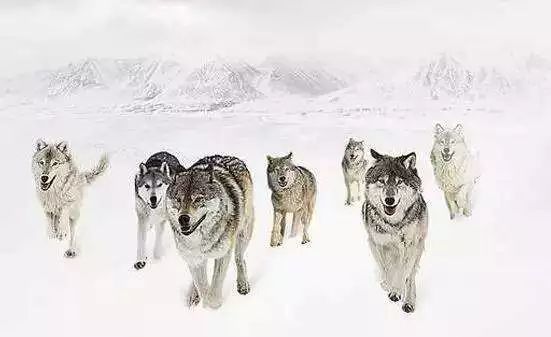 耿向顺：我曾学了半年的成*学功**，偶像是陈安之