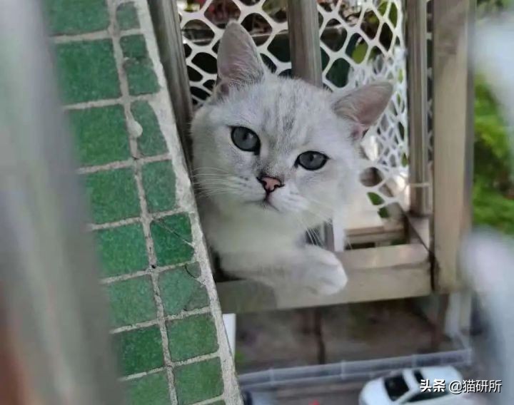 高层养猫到底要不要封窗,封窗养猫