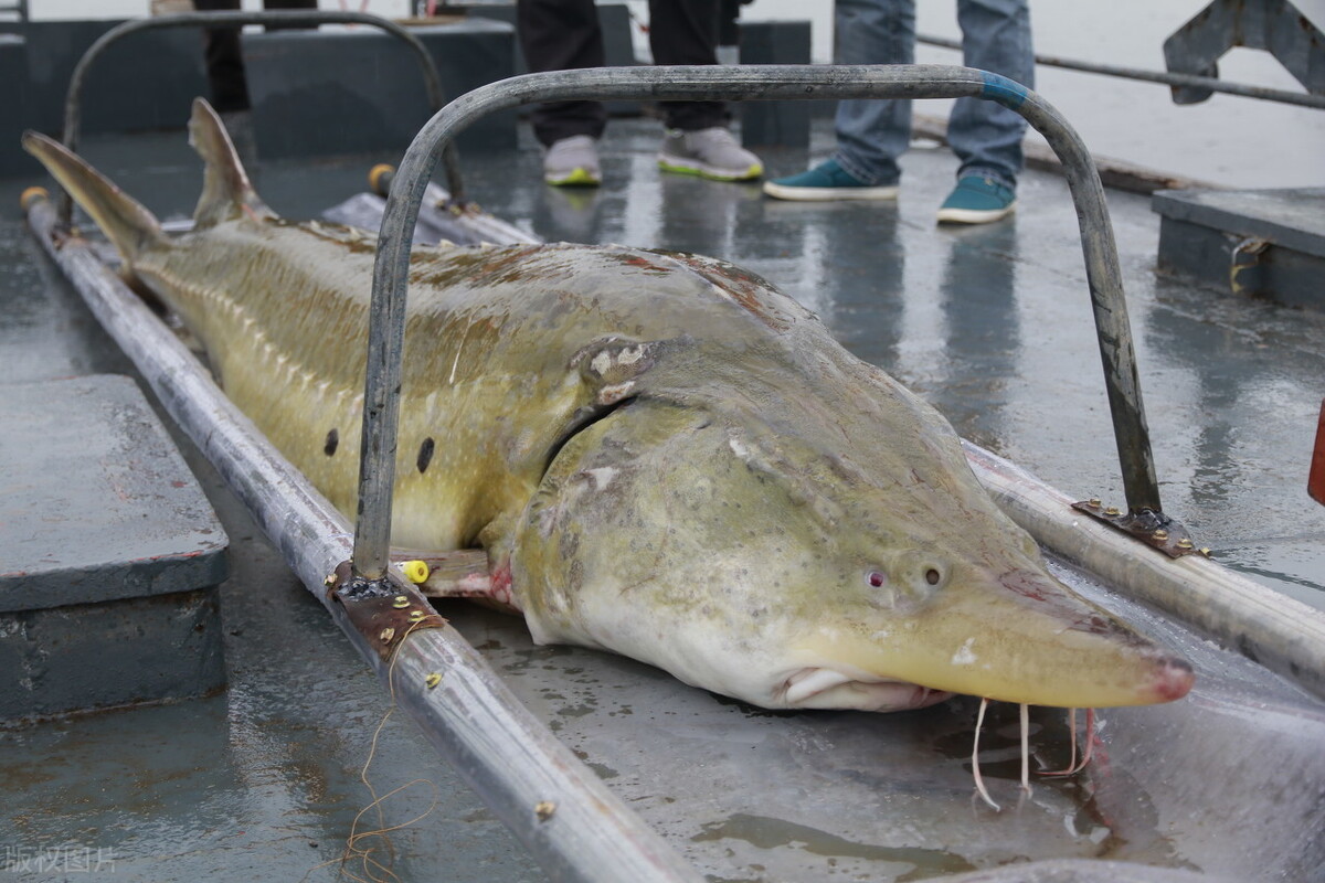 鳇鱼的“黑金之争”：我国独享2千年，放流却给俄罗斯做了嫁衣？