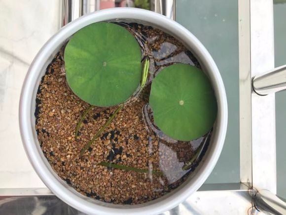 碗莲怎么养才能开花多呢,碗莲怎么养视频教程全集