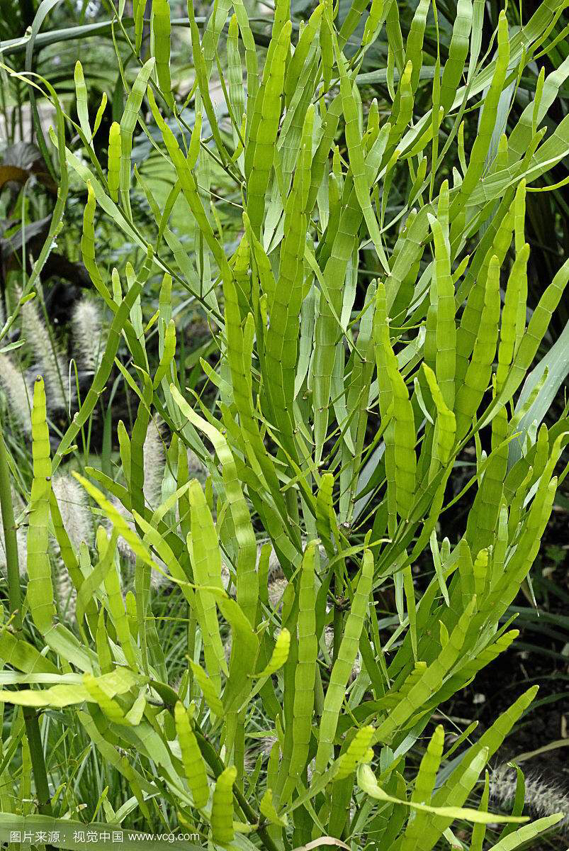 竹节蓼观赏期,竹节蓼的科名