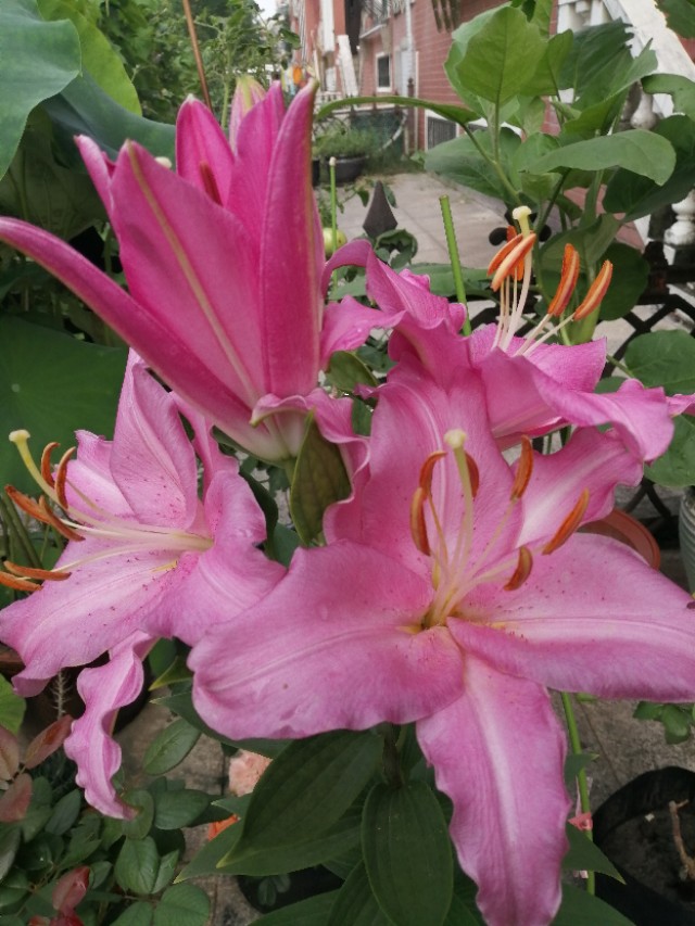 父亲见血是什么兆头,见血就晕的男主演