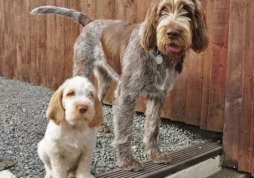 史毕诺犬,每日一狗苏格兰梗