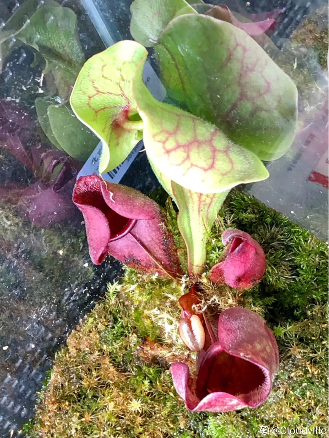 花盆里的小黑飞苍蝇怎么处理,家里养什么花最容易生小黑飞虫