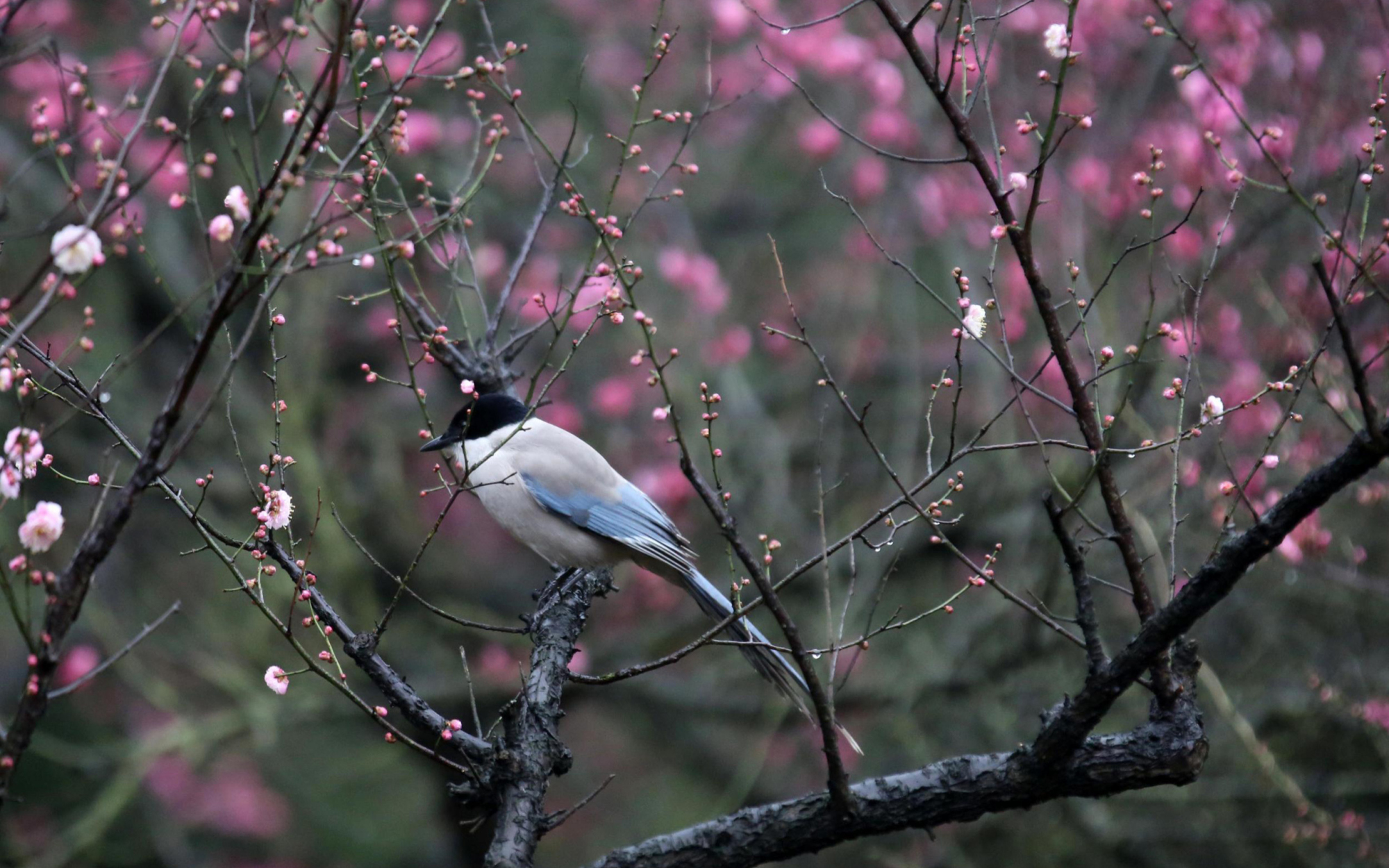 2月4日迎“立春”,俗语“立春热过劲,转冷雪纷纷”,有道理吗?