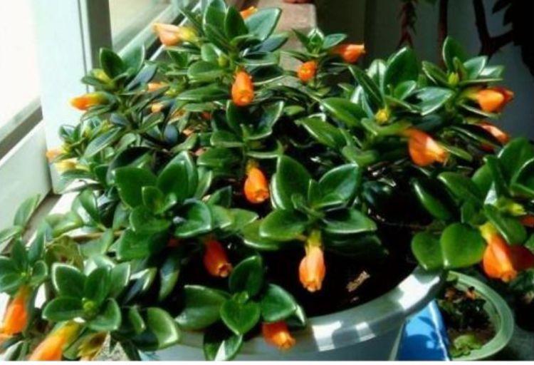 6种花室内不要养对身体伤害极大,吸甲醛最好的10种花