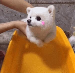 博美毛发稀少吃什么,博美毛发稀少不爱吃东西