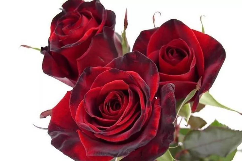 花店必备的5款玫瑰,花店最常用什么品种的玫瑰花