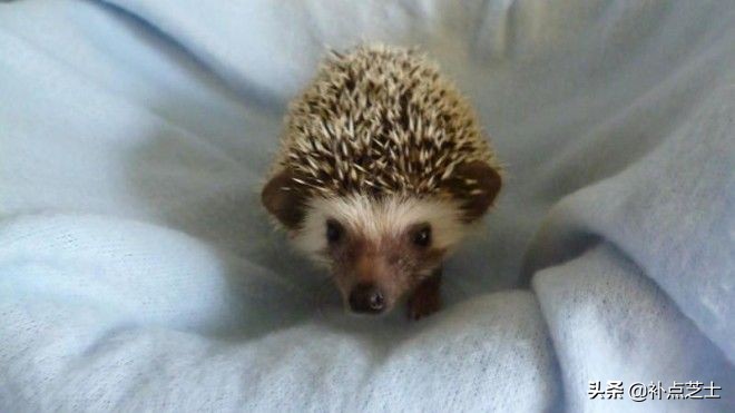 你还了解哪些关于刺猬的知识,查阅关于刺猬的资料了解他的习性