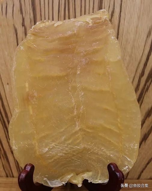 赤嘴鳘鱼胶,赤嘴鮸鱼鱼胶