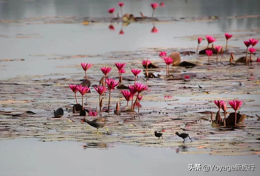 27个世界湿地日,世界湿地之都