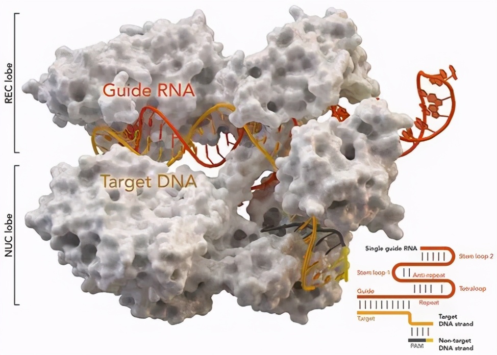 大学生如何选购笔记本,计算机专业大学生笔记本推荐