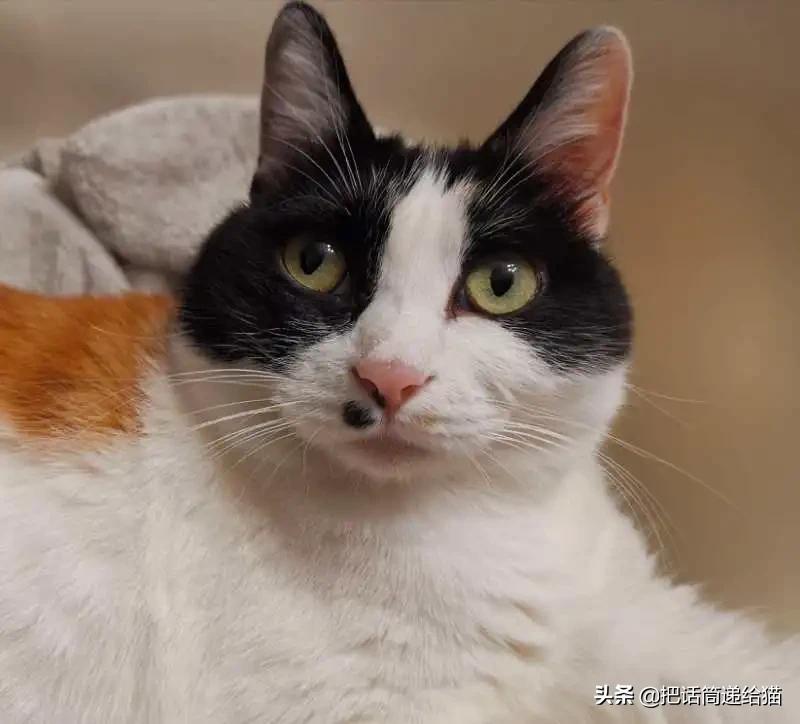 求助！我的猫以为自己是我妈怎么办？