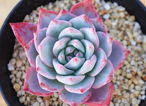 多肉品种50种公认好养的多肉,十种最好看多肉品种