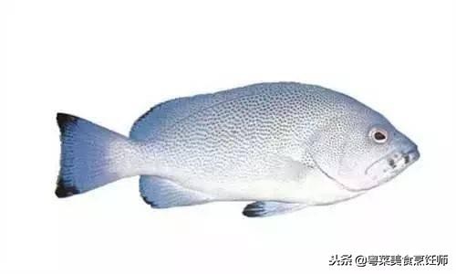 名贵海鲜干货有哪些品种,名贵海鲜水产品种类