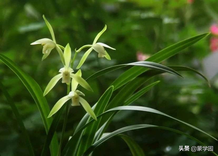 诗歌朗诵静待春暖花开,朗读咏兰花古诗