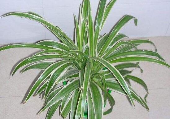 金边吊兰长枝怎么修剪,家里养的金边吊兰金边没了怎么办