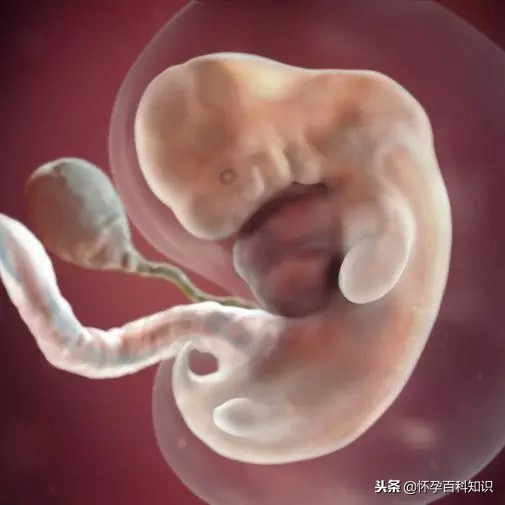 怀孕各个时期胎儿发育过程,怀孕的过程要几天