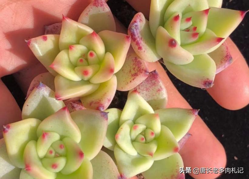 多肉万宝路状态图 (多肉万宝路)