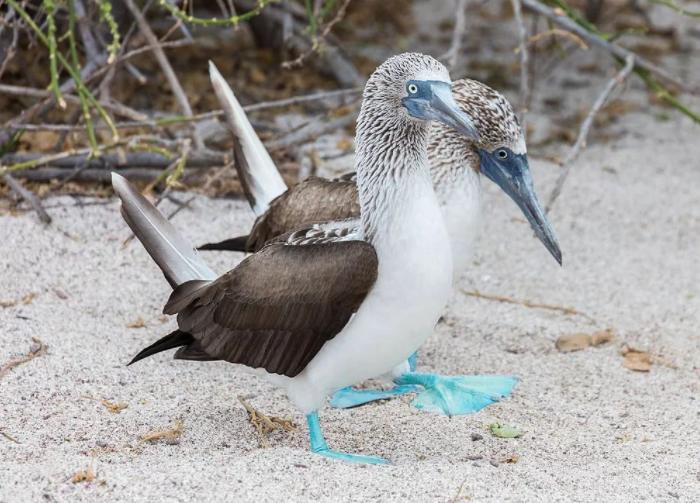 吸血雀：尖嘴地雀吸食血液，受害者为何乖乖等待，毫不反抗？