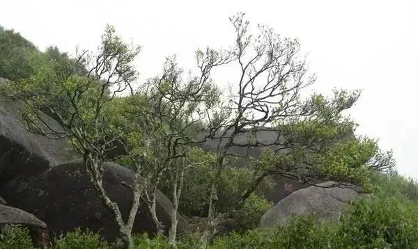 史上最贵茶杯,史上最贵茶具