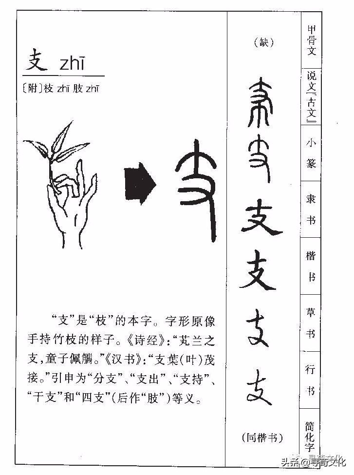 支姓氏读法,支姓的来历下集