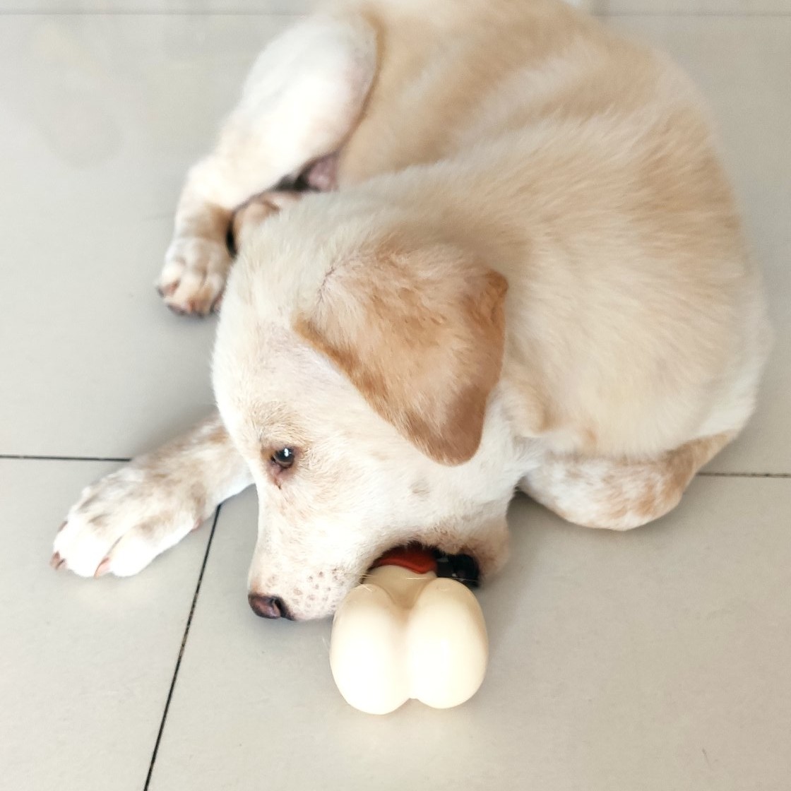 这是什么狗,狗狗横齿什么样