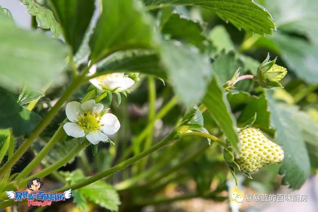 丹东特大久久红草莓,丹东九九大草莓是引进的吗