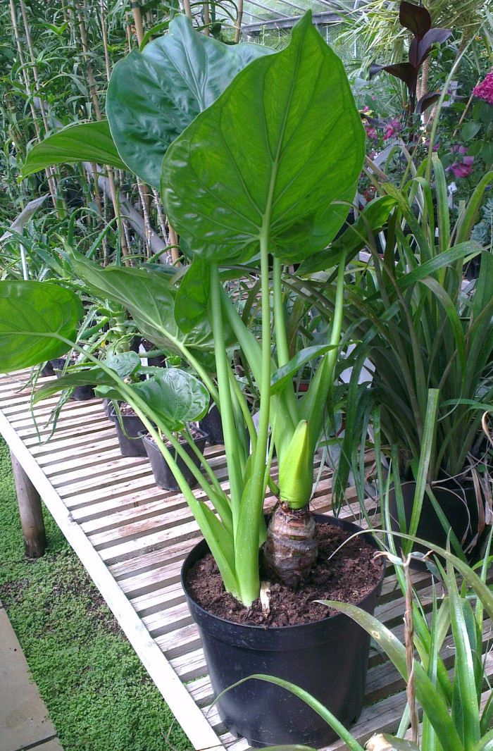 滴水观音和海芋区别,海芋和滴水观音有什么区别