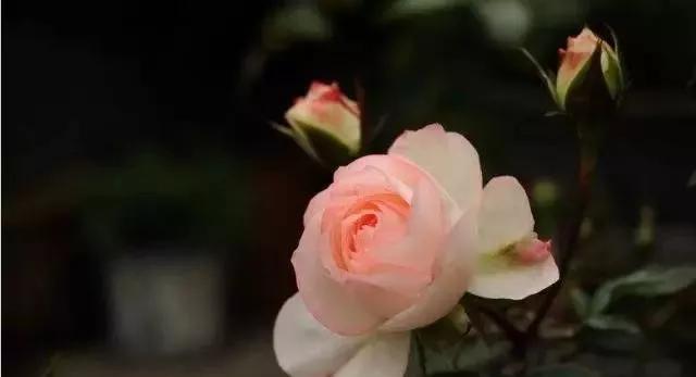 每天一点鲜花小知识,每天学习一点点科普知识