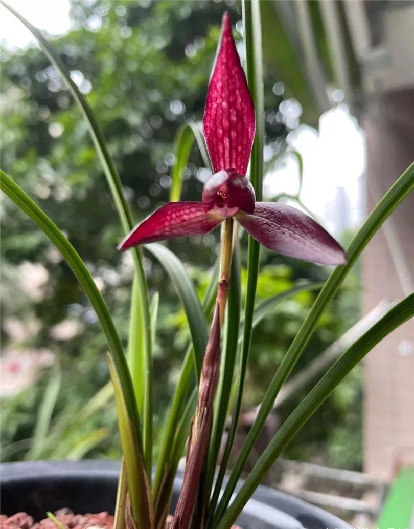 云南玉溪血红春兰,云南玉溪有哪些名贵兰花