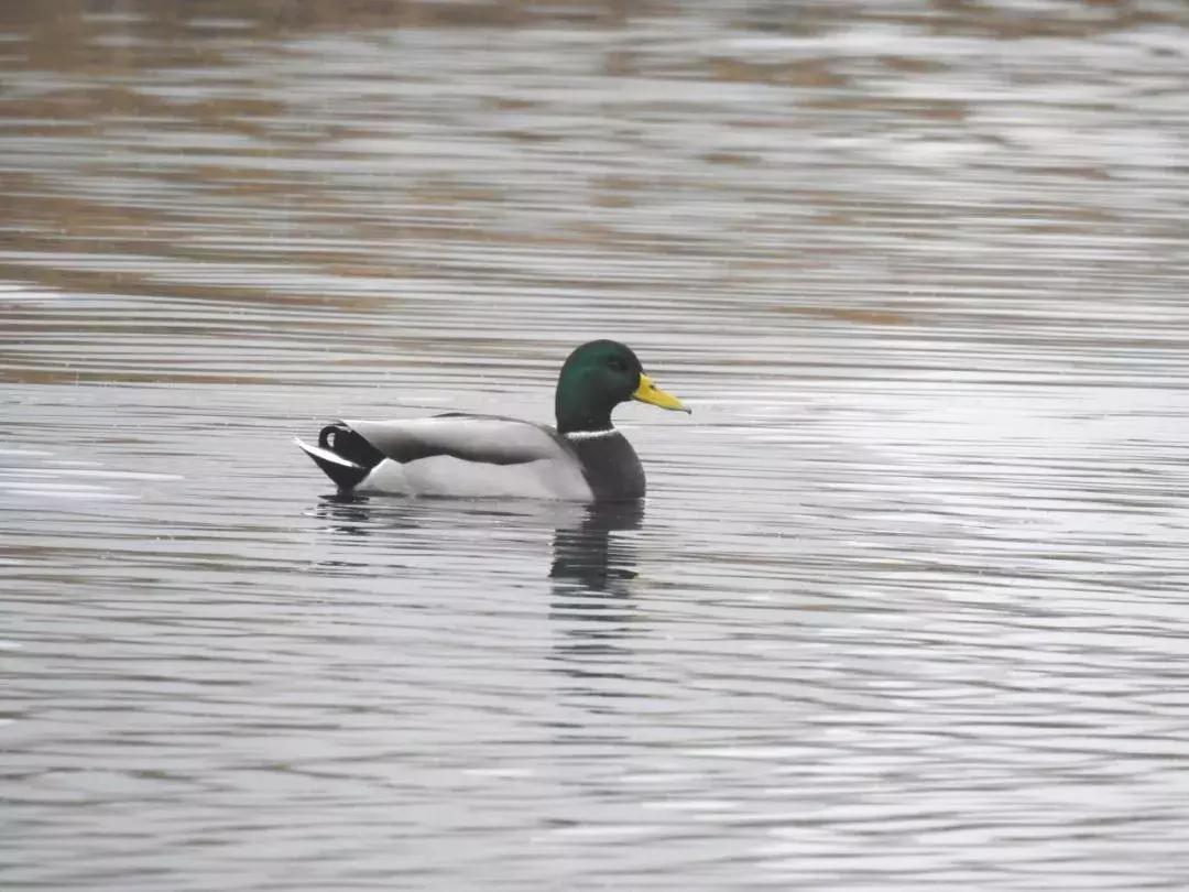 北方常见鸟类大全图片及名称,南大常见的鸟类有哪些
