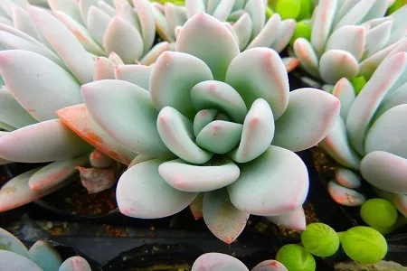 买到药锦后的多肉了怎么挽救,多肉如何才能出锦