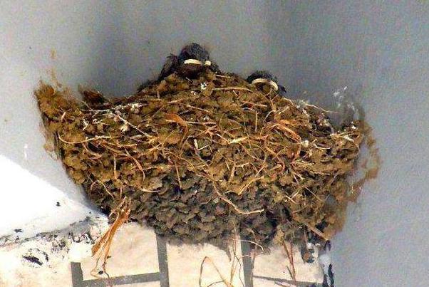 燕子在农村老家屋檐下搭窝说明啥,为什么燕子筑窝后家里人会有事