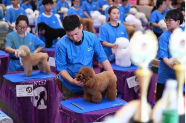 西北宠物行业的剁手盛宴来喽