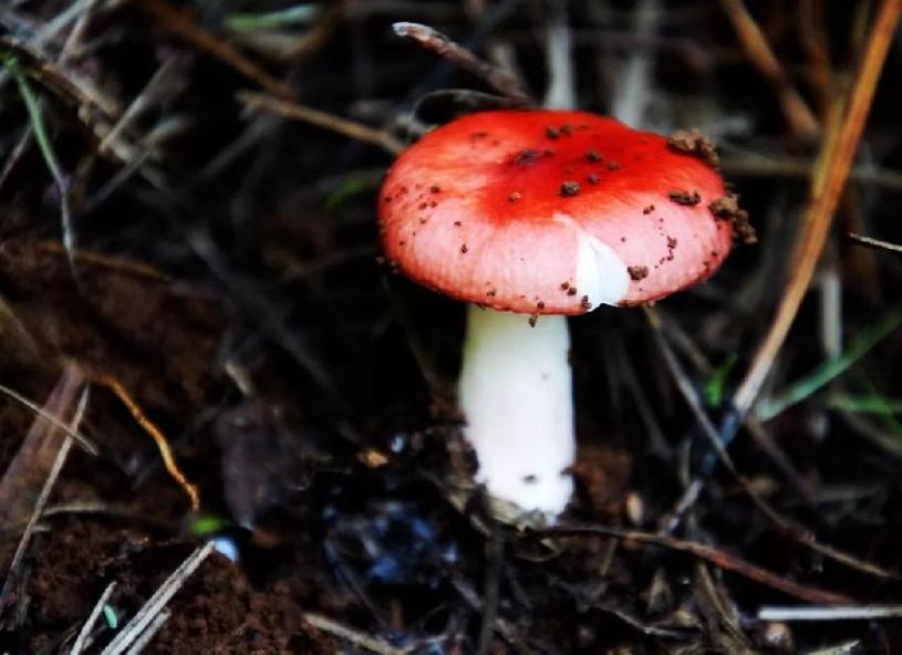 菌汤中毒什么症状,云南吃菌中毒症状