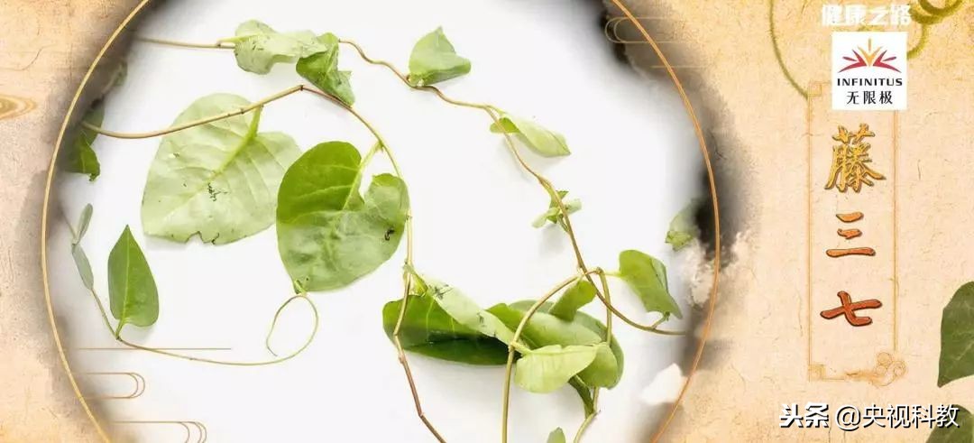 通经络的植物有哪些,绿植哪些有药用价值