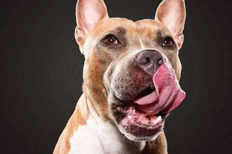 狗狗为什么爱舔主人的唾液,狗狗为什么爱舔自己的手脚