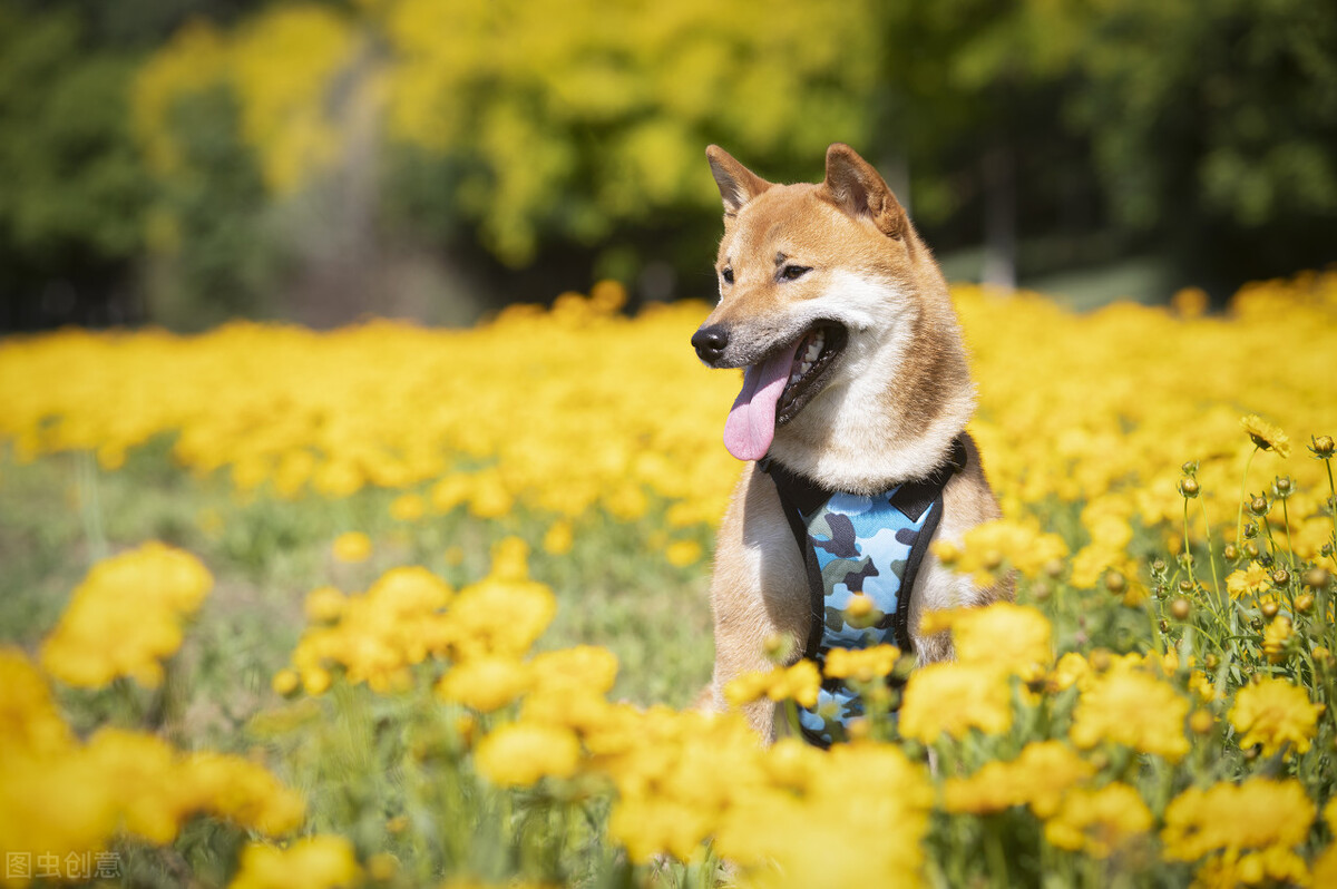 为什么不能养日本柴犬呢,柴犬有什么优点怎么那么呆萌可爱