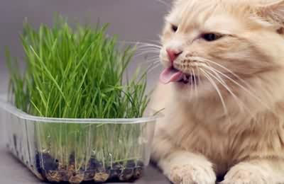 猫咪误食百合花怎么救助,猫咪吃草并呕吐怎么办还有血
