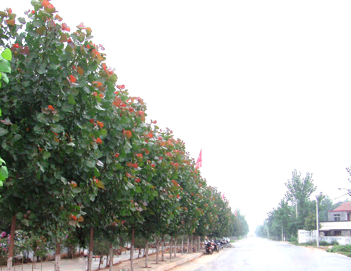 璋堣姳璇磋崏,璋堣姳璁鸿崏