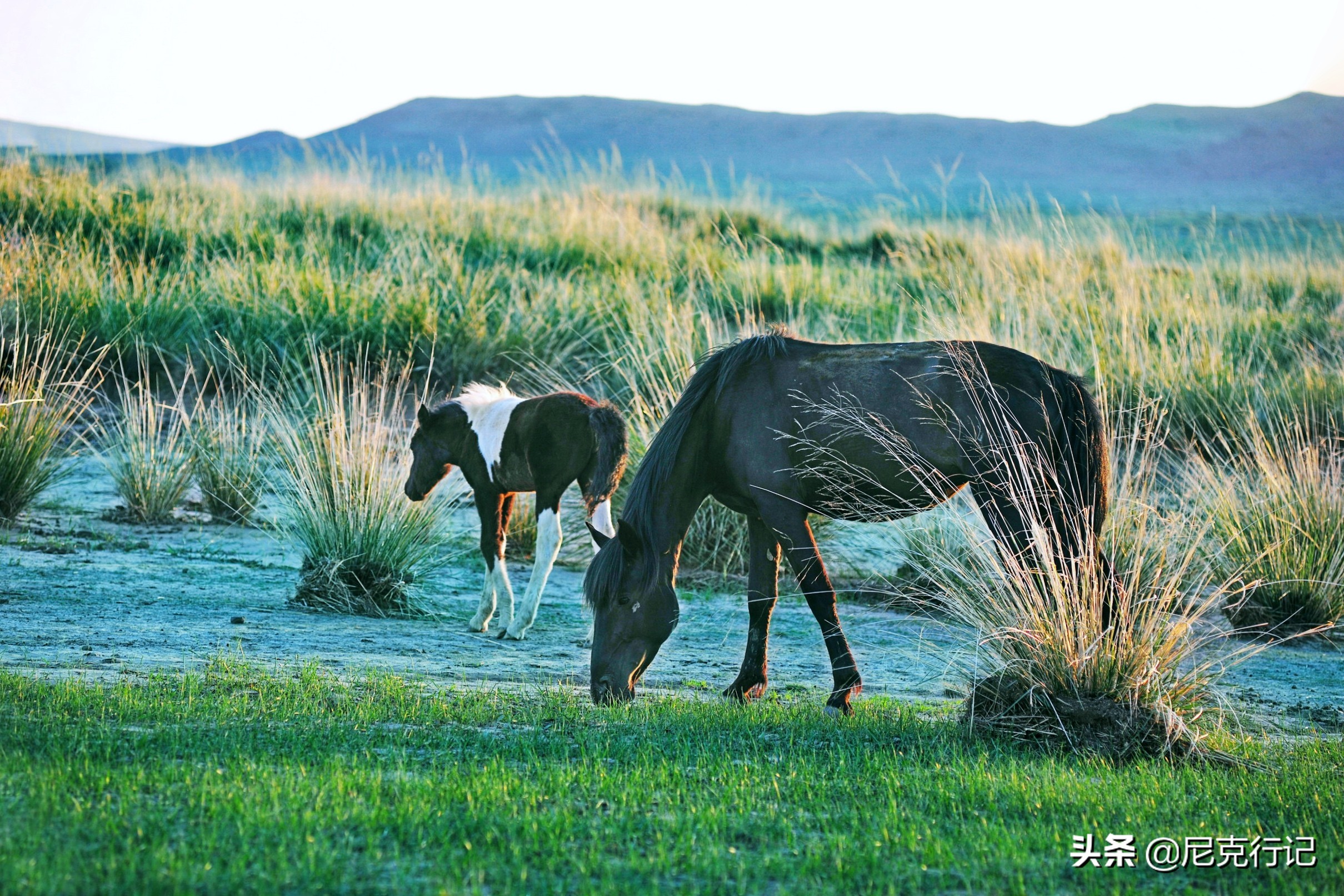 中蒙边境“五畜之家”，牛马羊驼价值500万，边境路用恐龙装饰