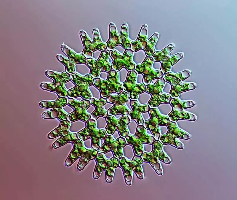 纯净水桶绿苔怎么出现的,纯净水桶有绿苔是什么原因